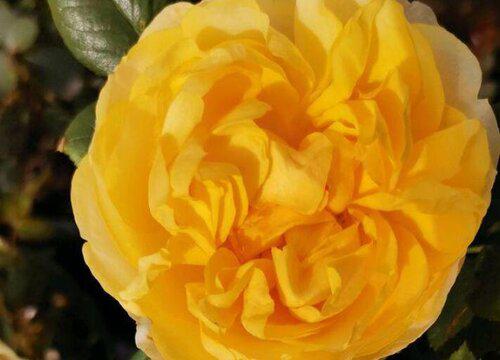 月季莎士比亚有哪些特点?