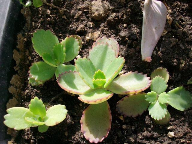 粘土与土壤的关系是什么?粘土来自何处?