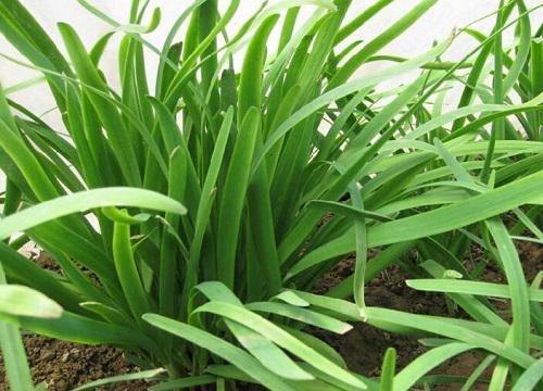 把蒜和韭菜放一起,是否影响口感和气味?