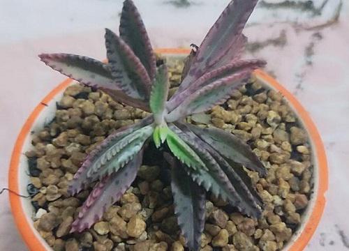 落地生根耐阴的散热量与空气净化效果如何?