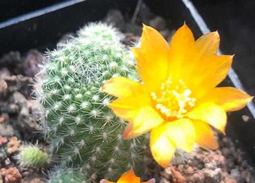 如何帮助你的仙人球顶端花苞长出美丽花朵？