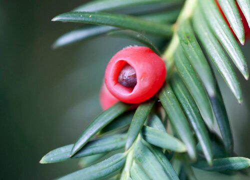 红豆杉果子有什么作用与功效?