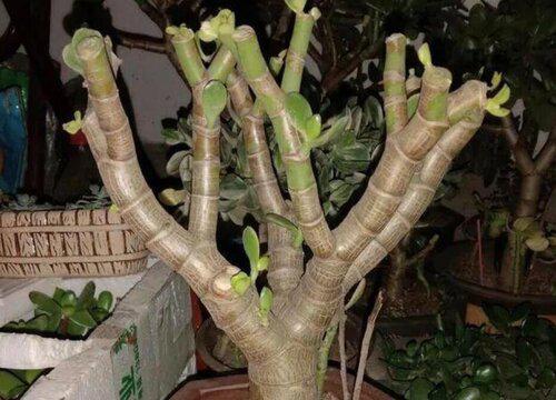 夏天养护玉树不能做的事情有哪些?