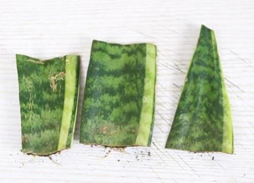 冻伤虎皮兰的常见症状及处理方法有哪些?