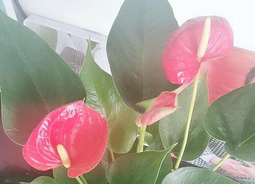 储存水分不足,导致红掌不长叶子该怎么办?