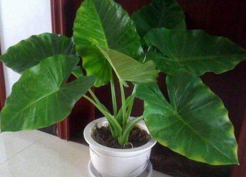 如何让滴水观音长出叶子?