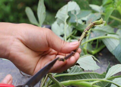 大丽花扦插需要等待多久才能看到生长?