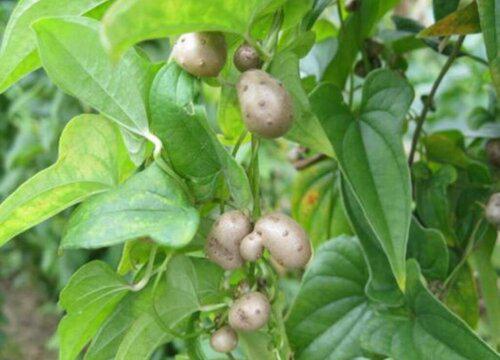 如何判断山药豆是否已经成熟可供采摘?