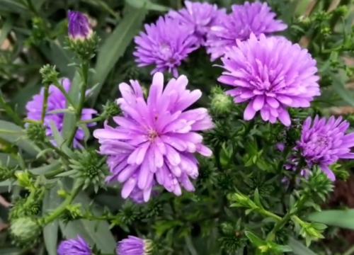 为什么修剪荷兰菊是重要的?