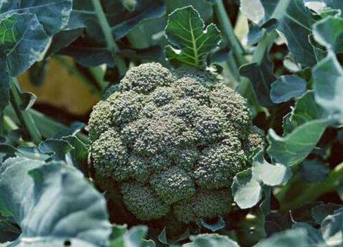 西兰花的生长周期是多久?