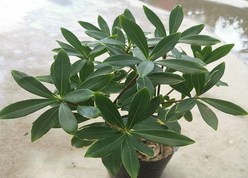 金边瑞香,何时适合移栽入盆?