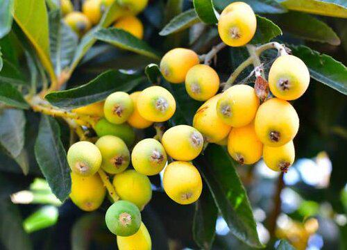 枇杷生长时间长短的影响因素是什么?