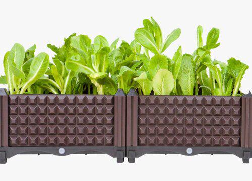 酵素浇菜有什么好处,它真的有效吗?