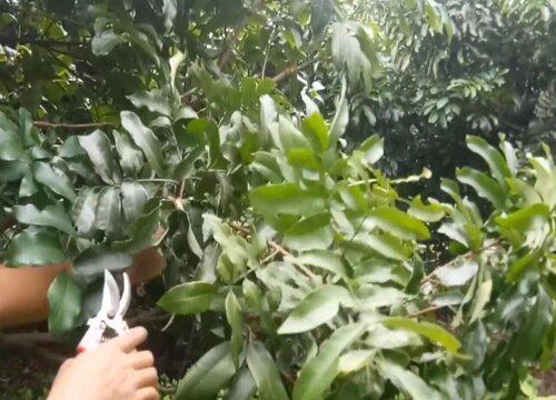 龙眼树的最佳剪枝时间是什么时候?