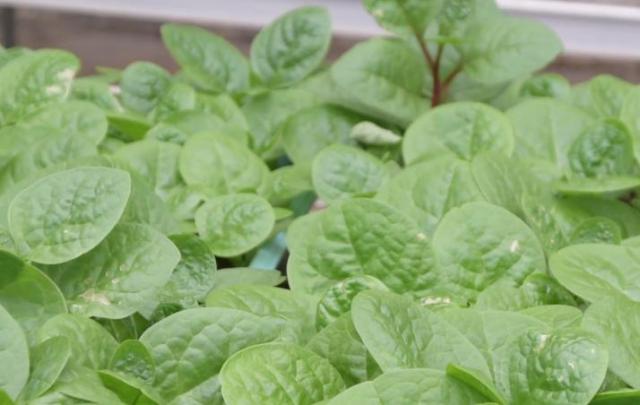 蔬菜种植小课堂,晚上施肥是否比早上更好?