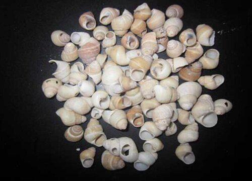给花园增肥,使用螺蛳壳作为生态肥料的好处有哪些?