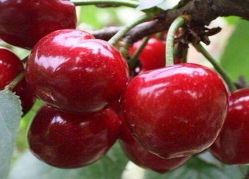 如何在正确的时间修剪你的樱桃树?