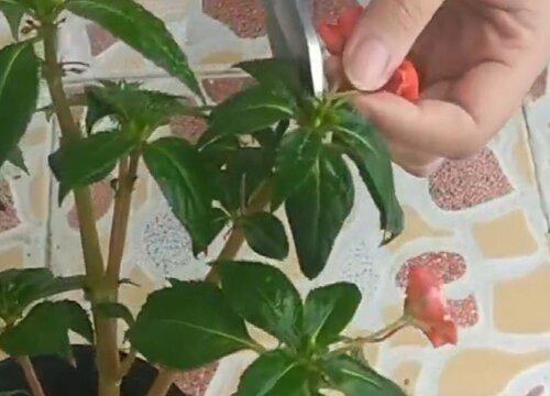 洋凤仙修剪技巧,如何促进植物生长?