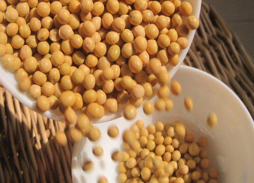 怎么利用熟黄豆减少化学肥料使用?