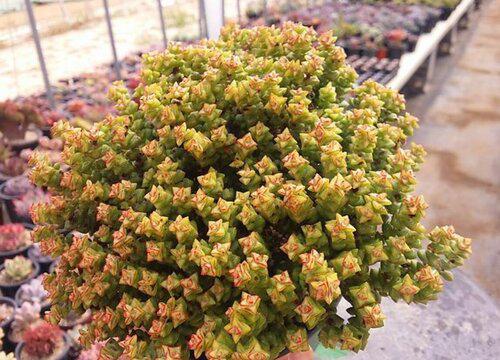 多肉爱好者必读,多肉小米星的繁殖技巧有哪些?