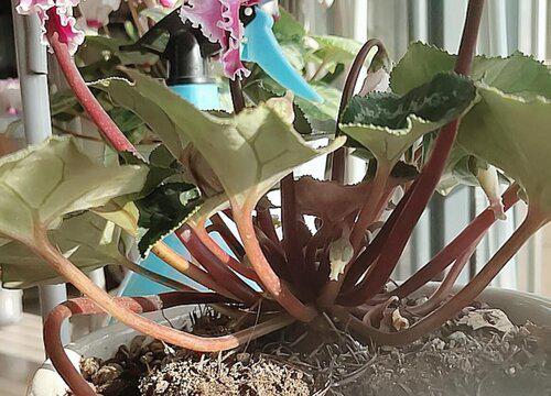 分盆后的仙来客花如何养护?