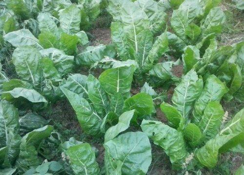 牛皮菜生长季节中需要注意什么?