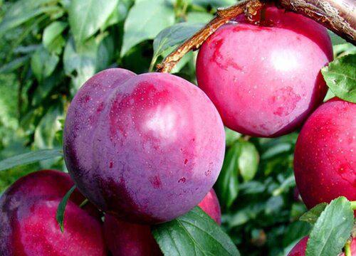 如何防止西梅生长中的昆虫病害?