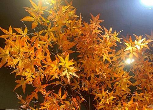 五角枫创下记录，生长速度世界第一？