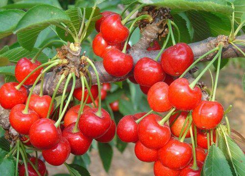 美早樱桃什么时候可以采摘？