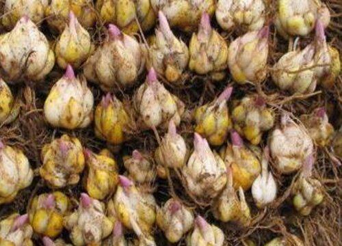 百合球的最佳种植时间是什么时候?