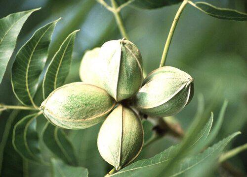 碧根果树需要多少年才能结果实？