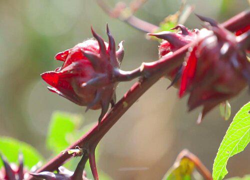 洛神花需要多久才会产生美丽的花朵?
