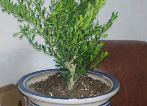 雀舌黄杨换盆的最佳时间是什么时候?