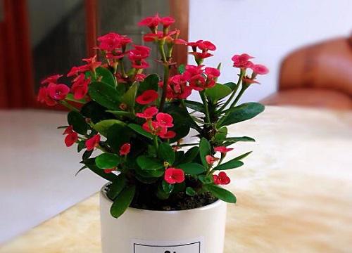 理清剪枝目的,怎么避免过度修剪刺梅?