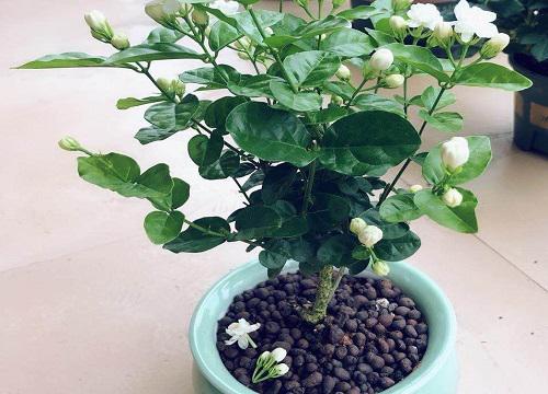 什么样的土壤最适合茉莉花生长,如何保持适当的湿度?