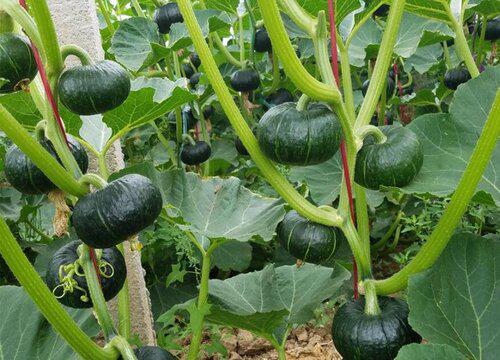 南瓜种子在什么季节种植最好?