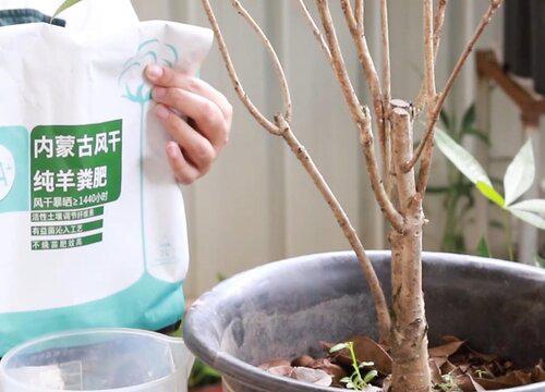 让桂花树叶更绿、花更艳应该怎样施肥？