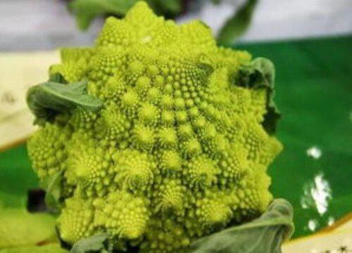 宝塔菜要在什么时候种植才会更加健康?