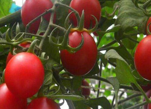 从播种到成熟,樱桃番茄需要多少天?