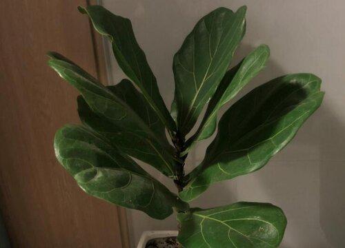 琴叶榕的浇水频率是多少?