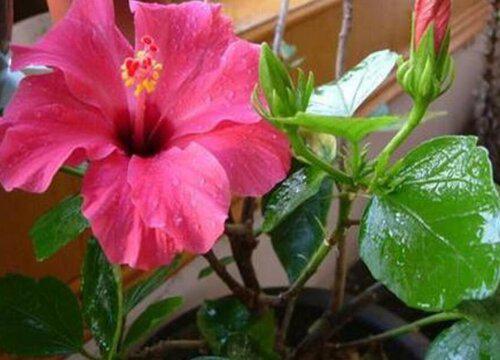 朱槿花的生长特点与品种有哪些?