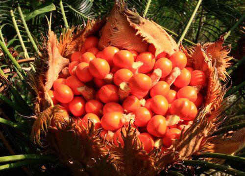 铁树果是否对身体有副作用?