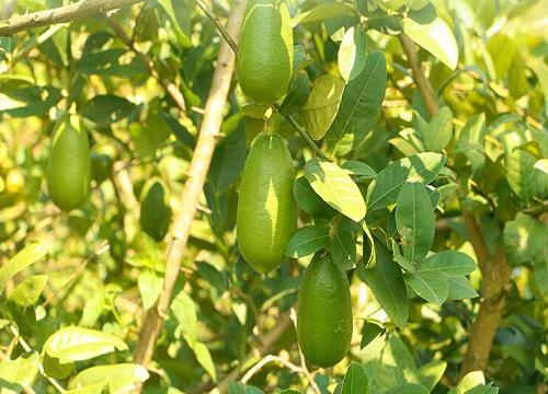 柠檬能否真的净化甲醛?