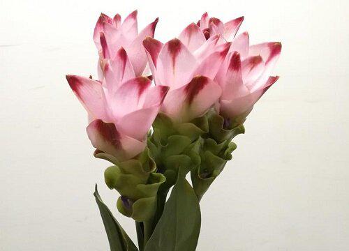 怎样种植姜荷花才能迎来开花?