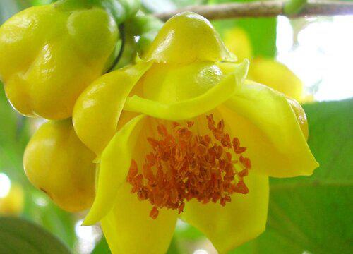 难以抗拒的美丽,全球最昂贵的花种是什么?