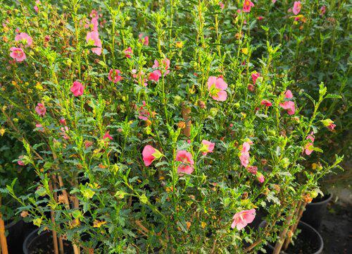 小木槿是不是只适合种植在夏季和秋季?