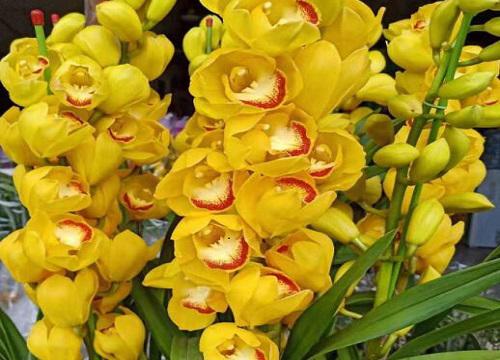 蕙兰花的开花时间是多久?