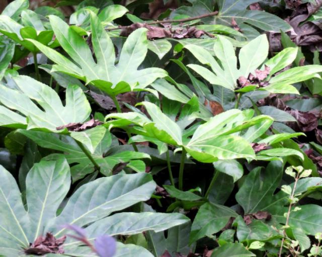 八角金盘中的黄酮类化合物确实有增强免疫力的功效吗?