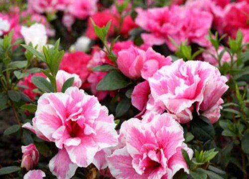 怎么掌握比利时杜鹃花花期时间?