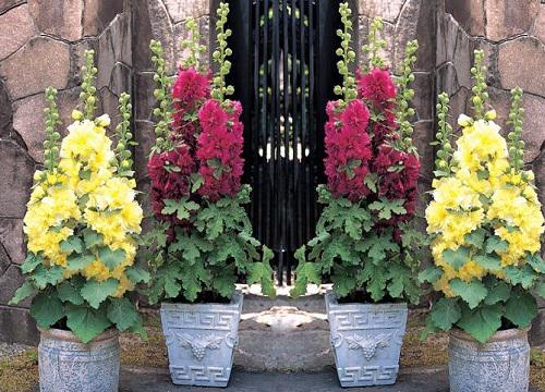 蜀葵需要多长时间才能再次开花?